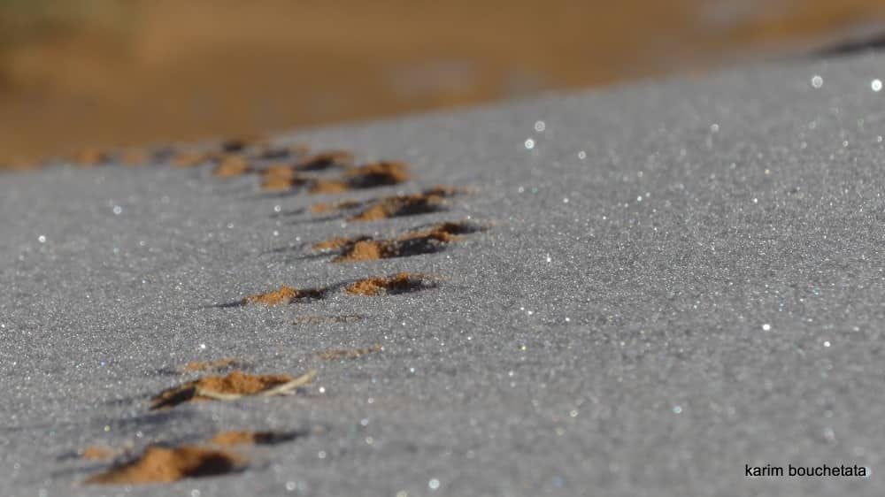 Les dunes d'or sous la neige au sahara algérien 2023 3 409756238 760789662745091 9140243030321867394 n