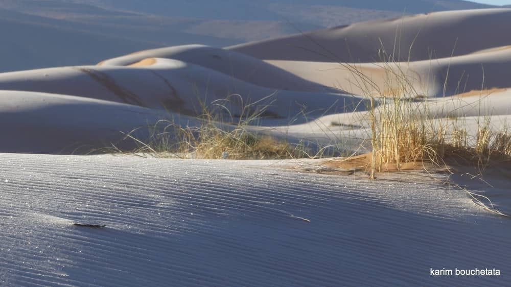 Les dunes d'or sous la neige au sahara algérien 2023 5 411191200 760789779411746 4519705711616550173 n