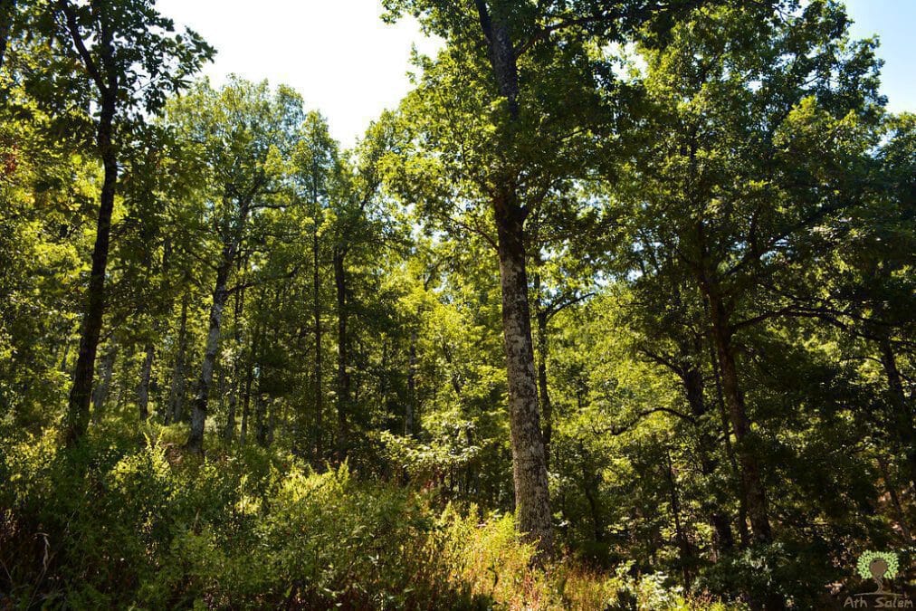 Yakouren, un volontariat plogging pas comme les autres à la forêt 4 yakouren météo yakouren